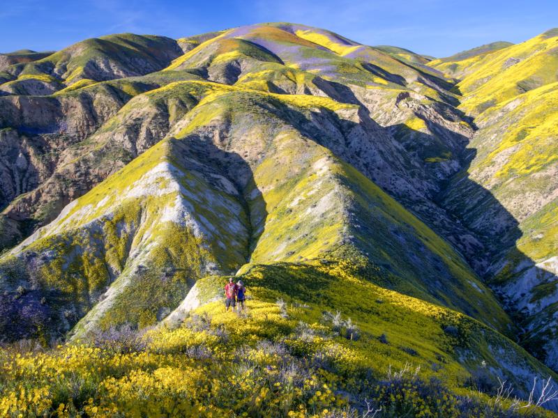 Carrizo Plain Super Bloom in 2017 with yellow and purple flowers on a hill.