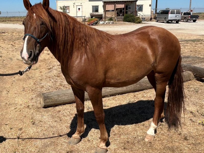 brown horse stands in a corral