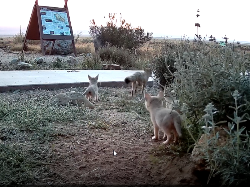 a group of kit foxes and their mother near sidewalk and bushes.