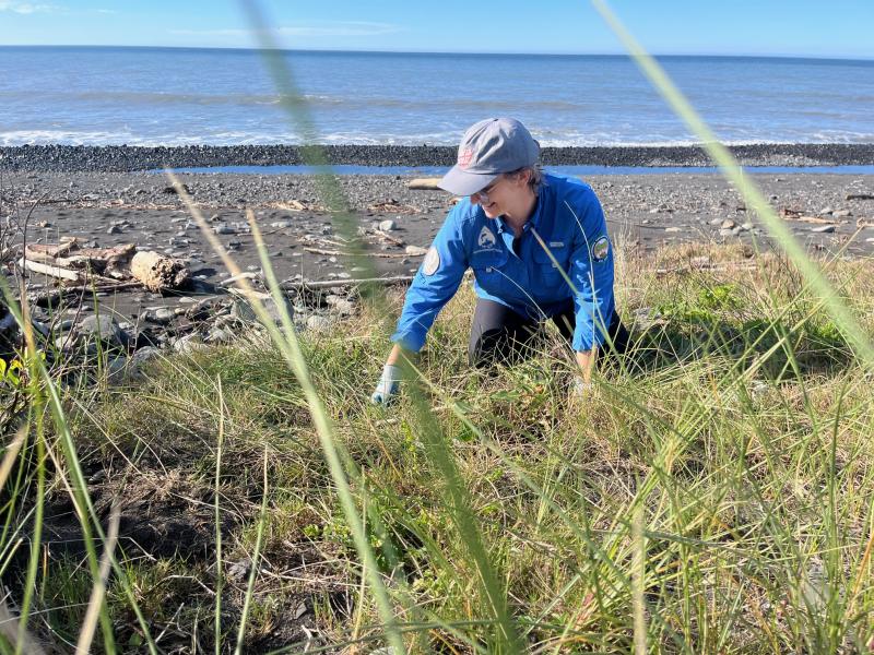 a volunteer in a blue shirt helps to remove low laying weeds near the ocean.