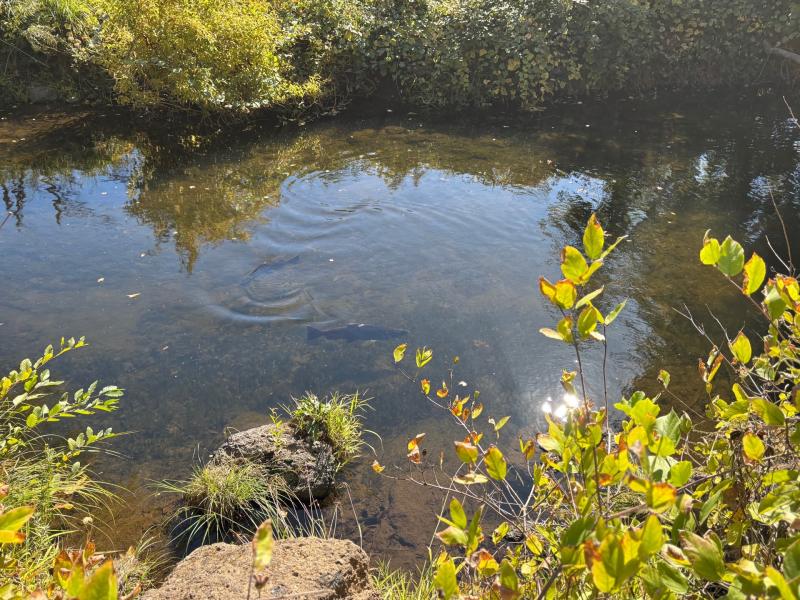 sun rays shine onto a creek and fish seen just below the surface.