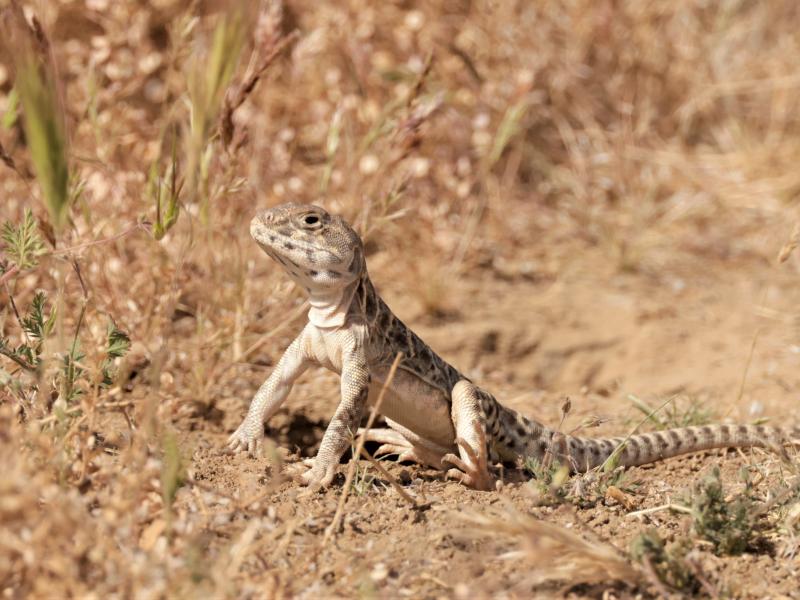 a tan lizard stares into the desert on a hot day.