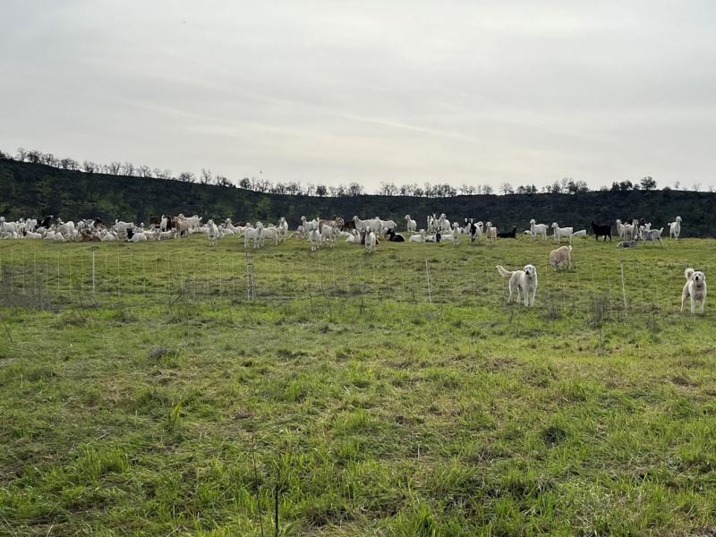 Sacramento River Bend Area green grass and animals grazing
