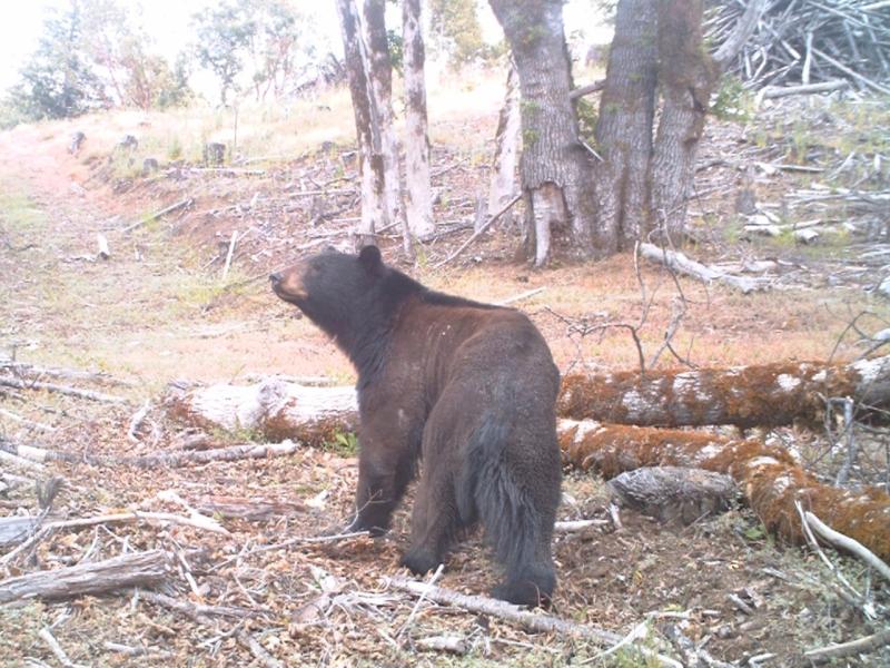 Bear looking updard in a wooded area near a downed tree.
