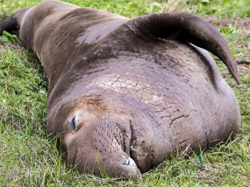 an elephant seal lay in grass napping