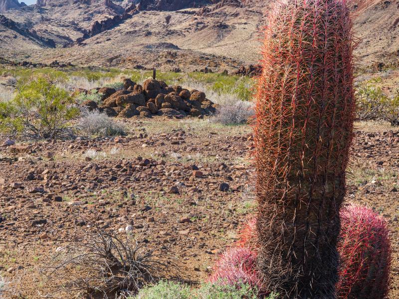 spikey cactus in the desert with rocky mountains in the distance.