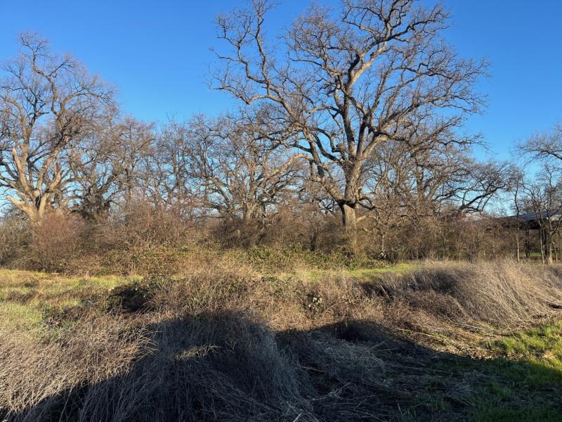Oak Slough before grazing occurred with dry brish and a blue sky with trees in the background