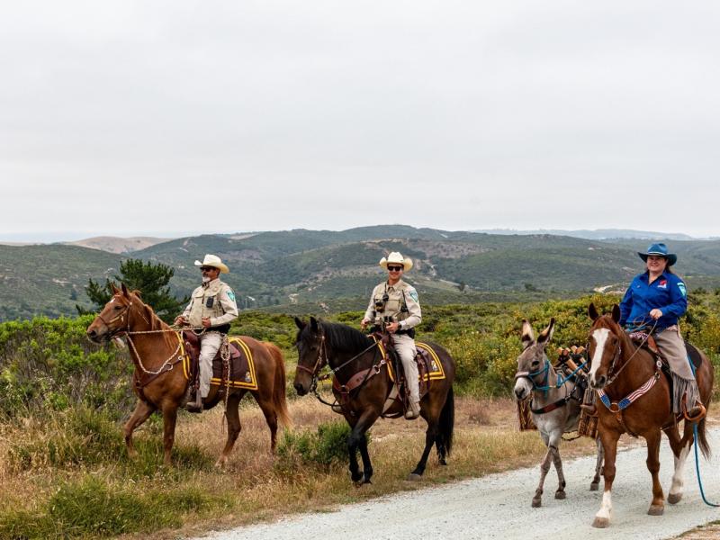 Freedom and Liberty(right) — wild horse and burro ambassadors — with BLM Rangers from the Horse Patrol Unit (left).Photo by Ben Hoke, BLM.