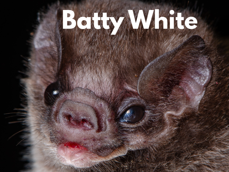 A Brownish gray fuzzy bat with Batty White as a title in white on a black background. 
