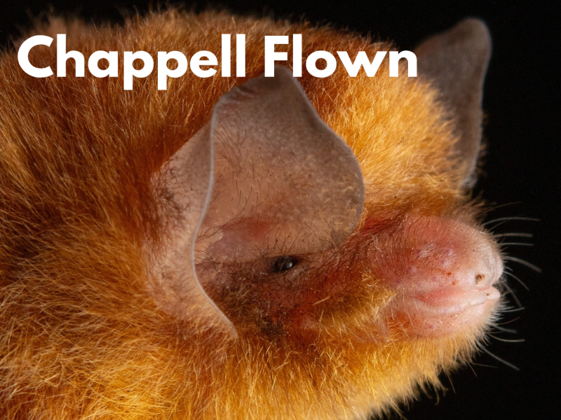 A closeup of a red haired bat with Chappell Flown written in orange/red text on a black background. 