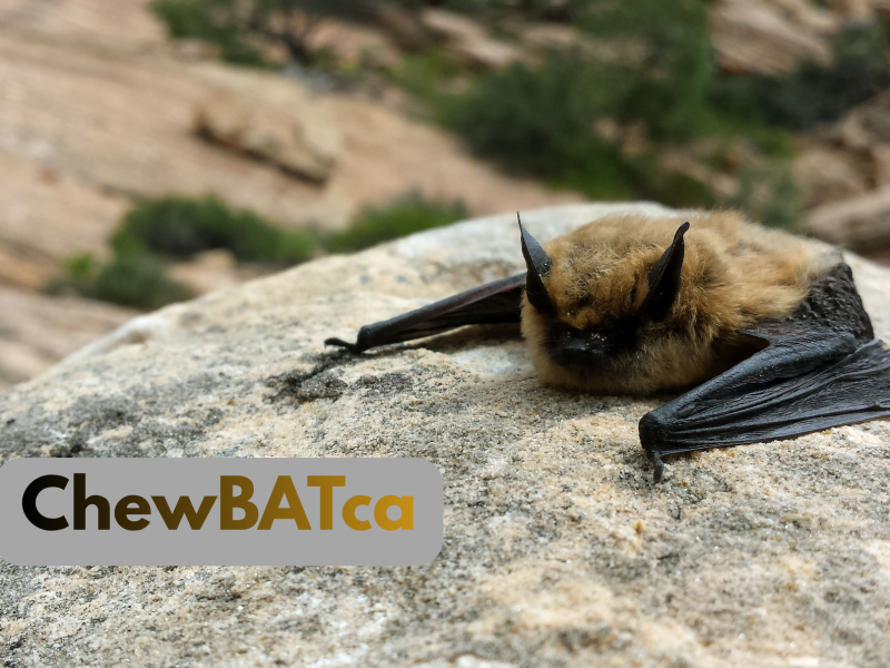 A fuzzy brown and black bat laying out on a rock with ChewBATca written in brown text on a grey background. 