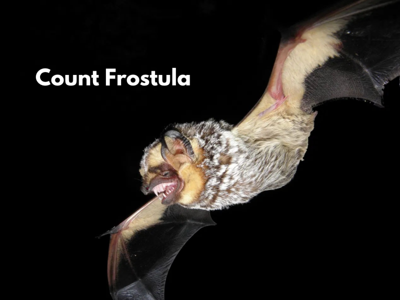 A gray fuzzy bat mid flight with Count Frostula written in white text on a black background