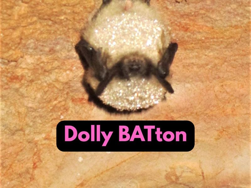 Blonde and brown bat hanging from a cave ceiling