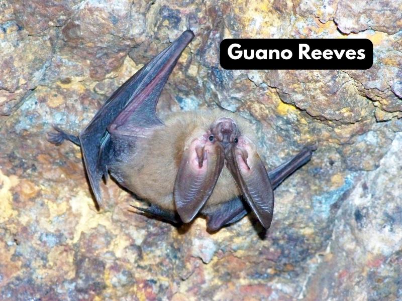 A grey and brown bat with large ears hangs on the ceiling of a cave.