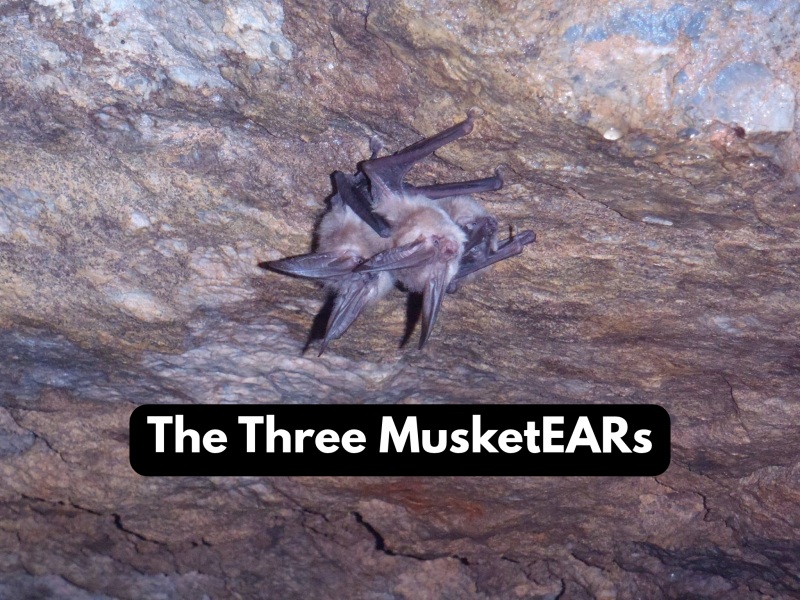 Three grey bats huddled together hanging from the ceiling of a cave