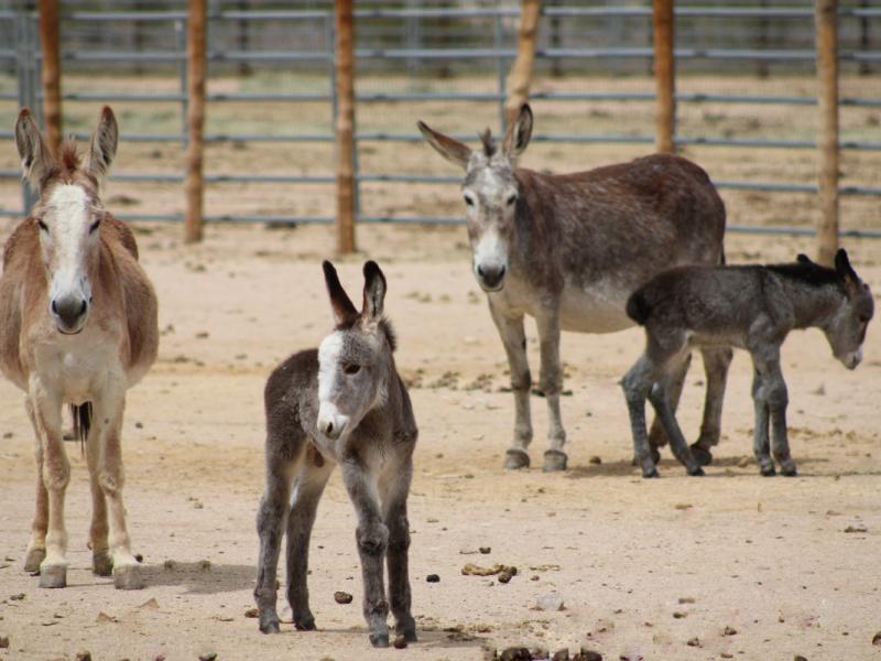 group of burrows in an adoption pen
