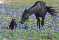 Black mare and colt in a field of tall grass and purple flowers.